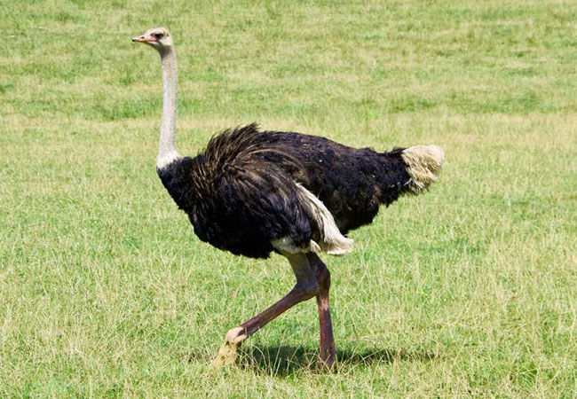 animal omnivoro avestruz