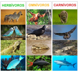 animales herbivoros carnivoros y omnivoros