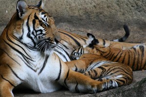 animales viviparos tigre