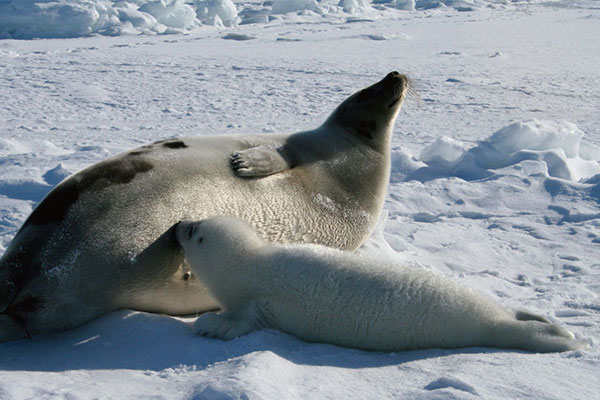 animales viviparos focas