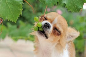 alimentos prohibidos para perros uvas