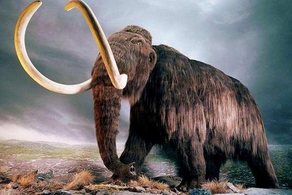 mamut lanudo