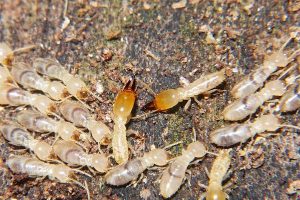 La termita es un herbívoro xilófago.