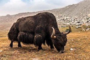 herbivoro rumiante yak