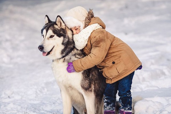 cómo cuidar a tu perro en invierno