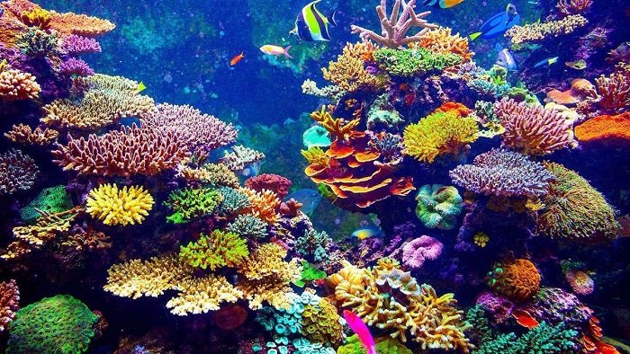 los corales son animales invertebrados omnívoros
