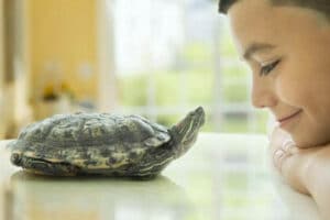 cuidar de una tortuga en casa