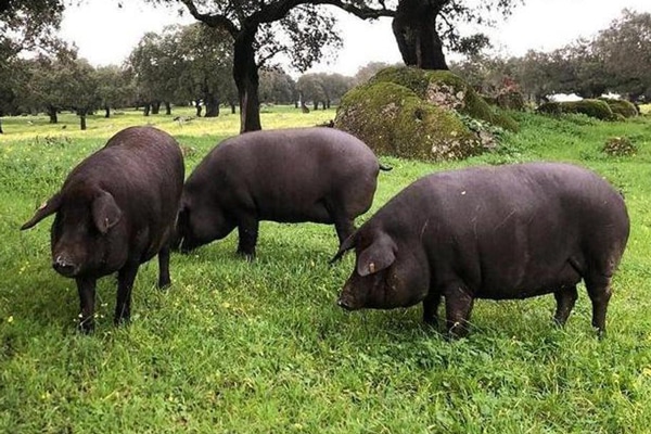 qué comen los cerdos ibéricos